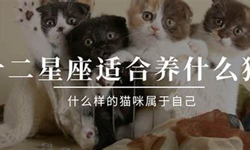 十二星座专属宠物猫名字_十二星座专属宠物猫